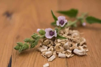 Nerve Fresh Ingredient Marshmallow Root