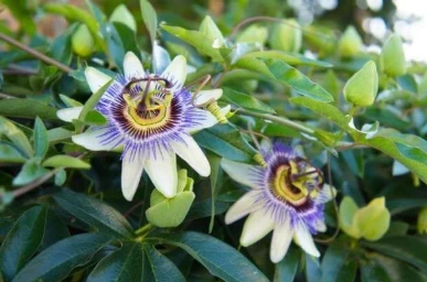 Nerve Fresh Ingredient Passionflower (Passiflora Incarnata)