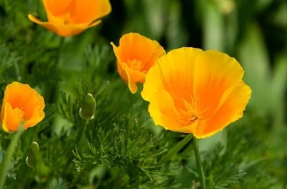 Nerve Fresh Ingredient California Poppy