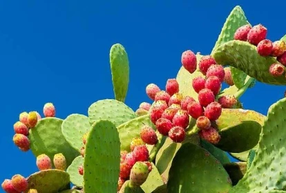 Nerve Fresh Ingredient Prickly Pear (Opuntia)