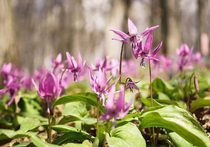 Nerve Fresh Ingredient Corydalis